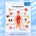 The Human Body Internal Organs PVC Anatomy Chart Paper 32.5x23 Inch - Authentic eBangla