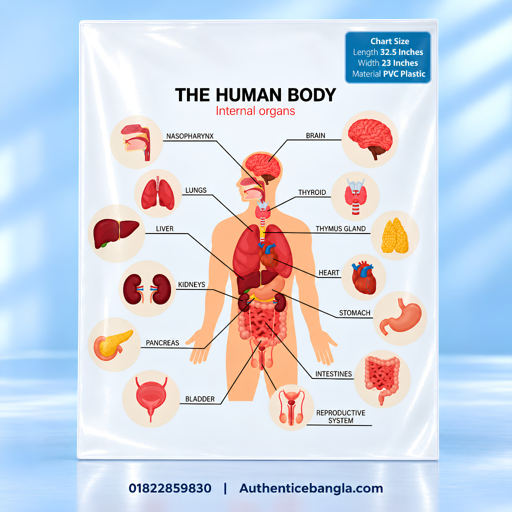 The Human Body Internal Organs PVC Anatomy Chart Paper 32.5x23 Inch - Authentic eBangla