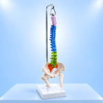 Human Vertebral Column and Pelvis Skeleton Model 14 Inch with Stand - Authentic eBangla