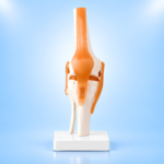 Life-Size Human Knee Joint Model with Flexible Ligaments and Stand - Authentic eBangla