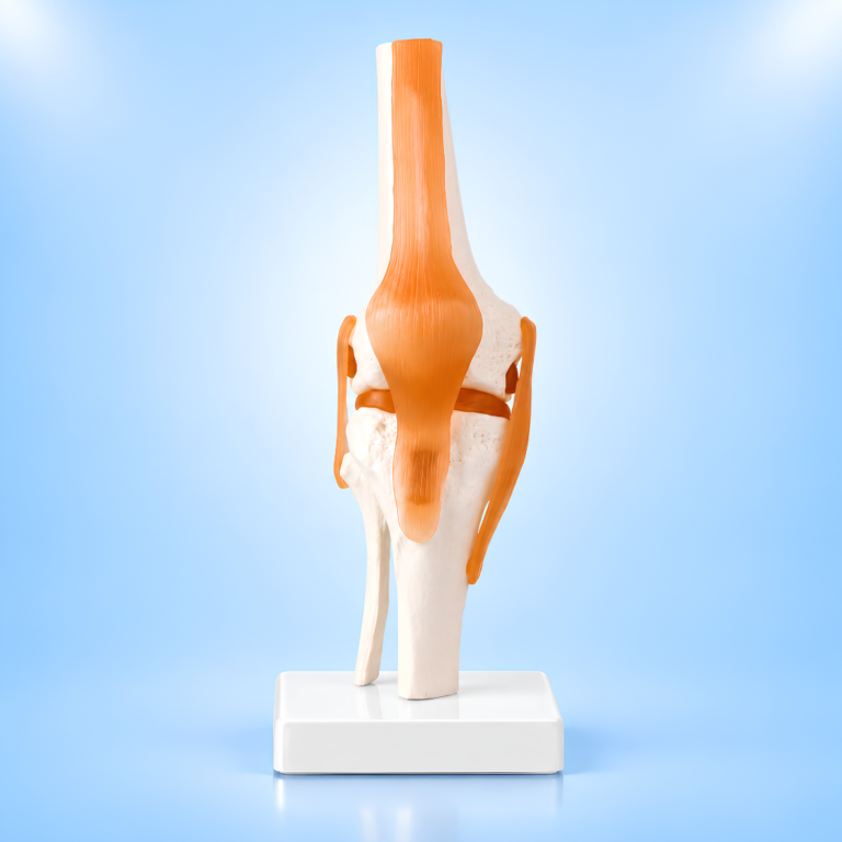 Life-Size Human Knee Joint Model with Flexible Ligaments and Stand - Authentic eBangla