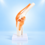 Life-Size Human Knee Joint Model with Flexible Ligaments and Stand - Image 3