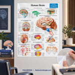 The Human Brain PVC Anatomy Chart Paper 32.5x23 Inch for Medical Study - Image 2