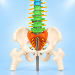 Detailed Pelvic Bone Structure and Sacrum Alignment on Spine Model
