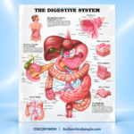 The Digestive System PVC Anatomy Chart Paper 32.5x23 Inch for Medical Study