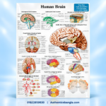 The Human Brain PVC Anatomy Chart Paper 32.5x23 Inch for Medical Study - Authentic eBangla