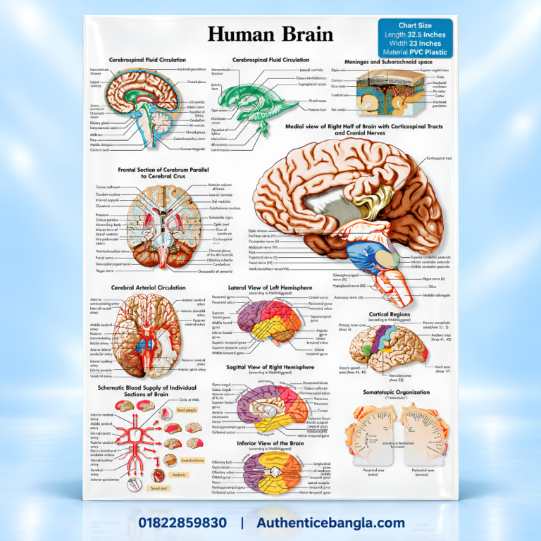The Human Brain PVC Anatomy Chart Paper 32.5x23 Inch for Medical Study - Authentic eBangla