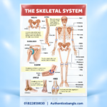 The Skeletal System PVC Anatomy Chart Paper 32.5x23 Inch for Medical Study - Authentic eBangla
