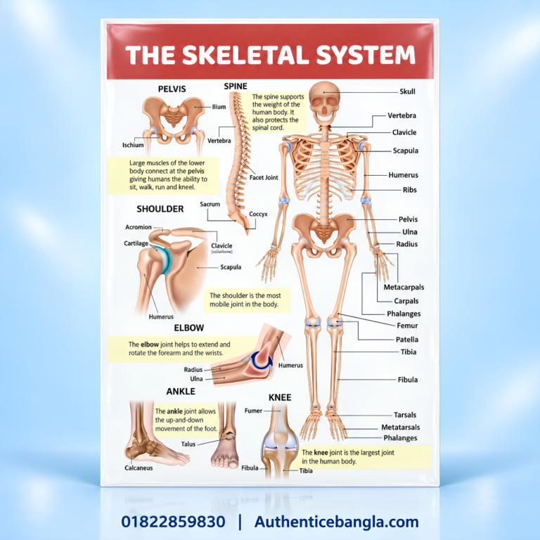 The Skeletal System PVC Anatomy Chart Paper 32.5x23 Inch for Medical Study - Authentic eBangla